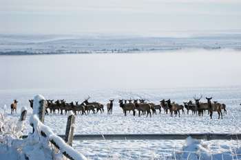 elk winter wallowa valley
